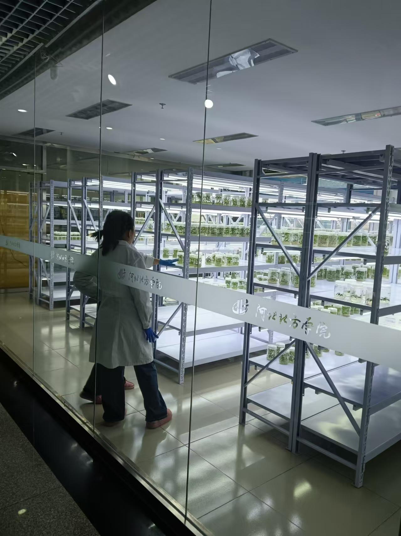 井陉植物组培室设计的基本布局有哪些?